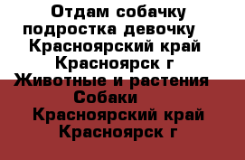 Отдам собачку подростка девочку  - Красноярский край, Красноярск г. Животные и растения » Собаки   . Красноярский край,Красноярск г.